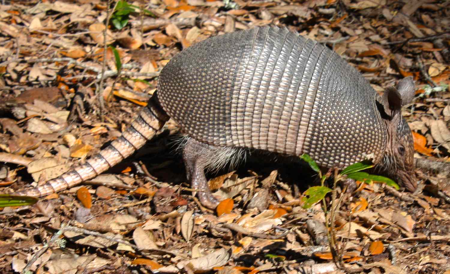 nine-banded armadillo foraging in leaf litter