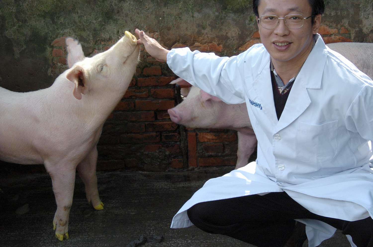 scientist touches nose of pig bred to glow in the dark