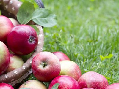 Apple varieties