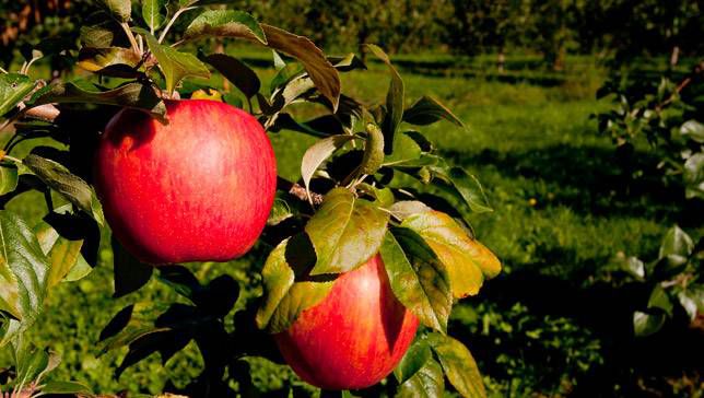 Honeycrsip apples on a tree