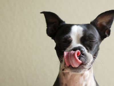image of a small black and white dog licking his face