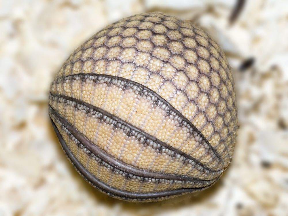 Three-banded armadillo curled into ball