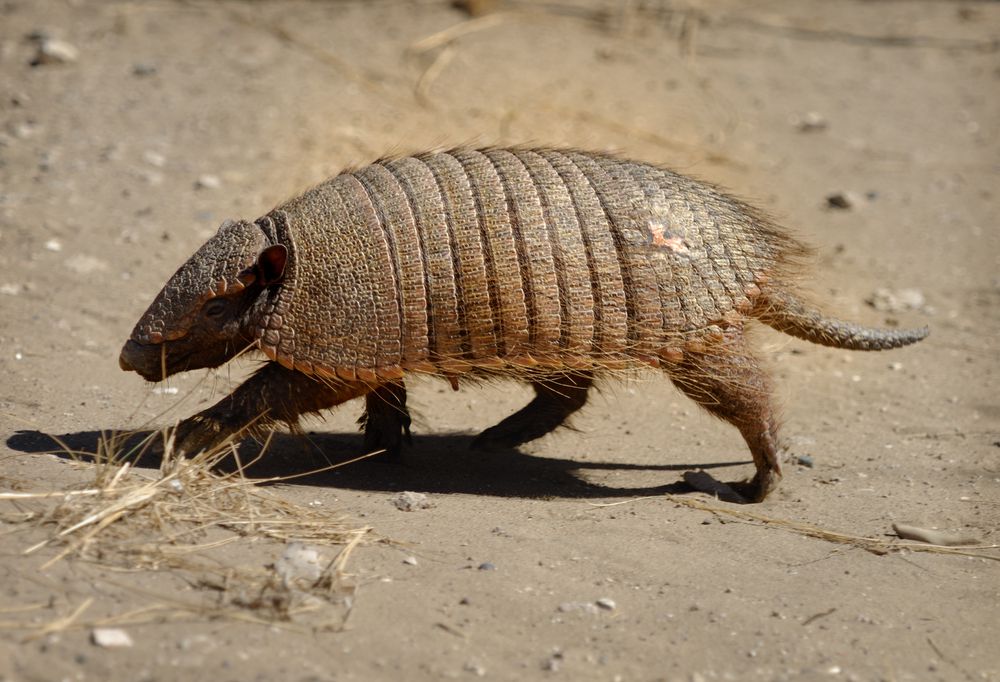 small armadillo with a slightly hairy carapace