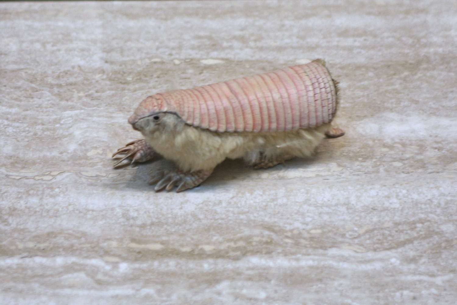 tiny pink fairy armadillo, a rabbit like creature with pink carapace
