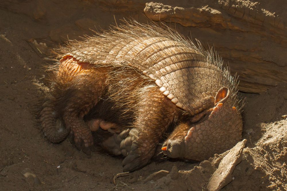 Armadillo asleep in burrow