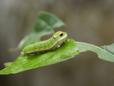 Bright green spicebush swallowtail caterpillar with yellow and black spots resembling eyes on a green leaf