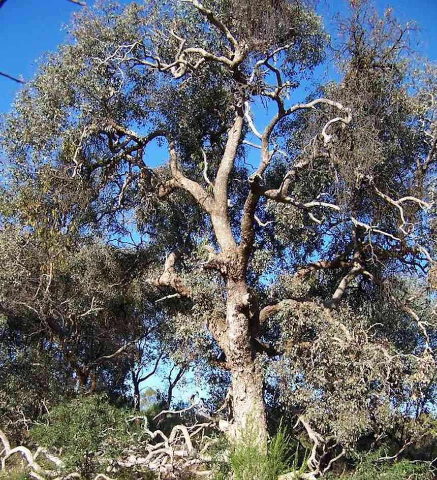 Towering tree