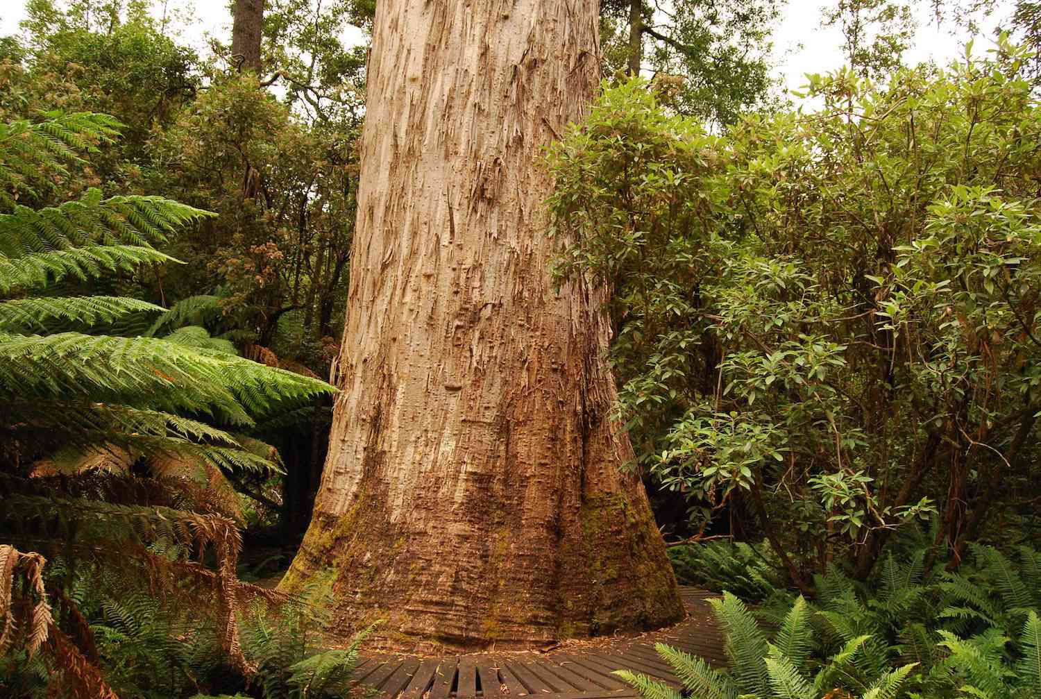 The trunk of a white gum