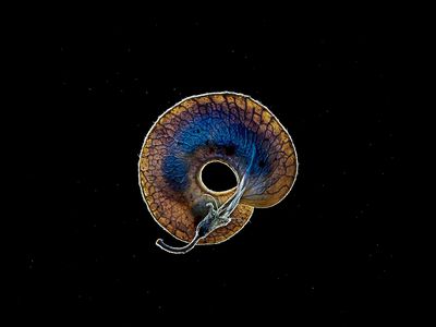 Seed Stories by Thierry Ardouin / Tendance Floue