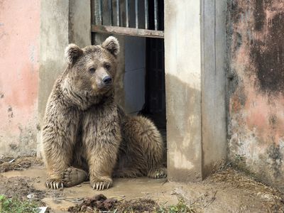 Male bear Bubloo