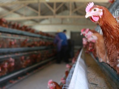 chickens in a barn