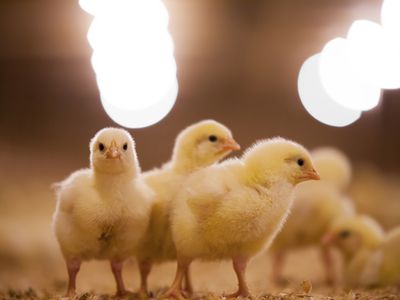 Chicks in poultry barn.