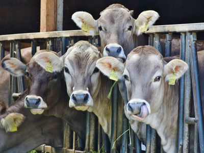 Cows in a pen looking at camera.