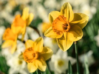 Close-up of three daffodils facing the sunshine