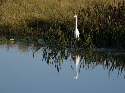 Great egret standing in tall grass along the shoreline with its image reflecting in the water