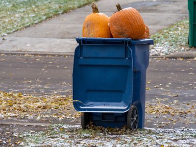 old halloween pumpkins are stuffed into blue curbside recycling bin