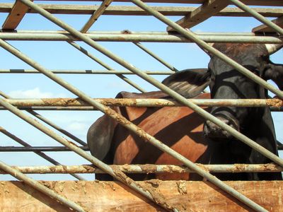 A cow behind bars