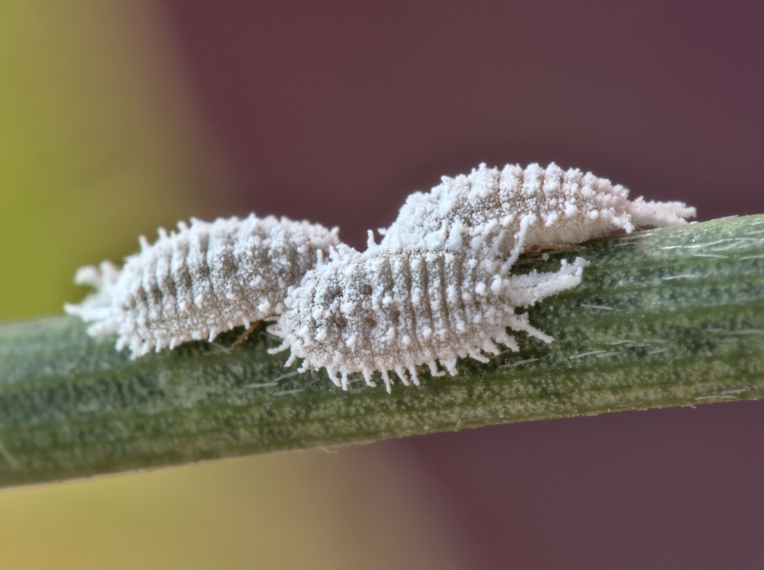 Close up of Dactylopius coccus insects