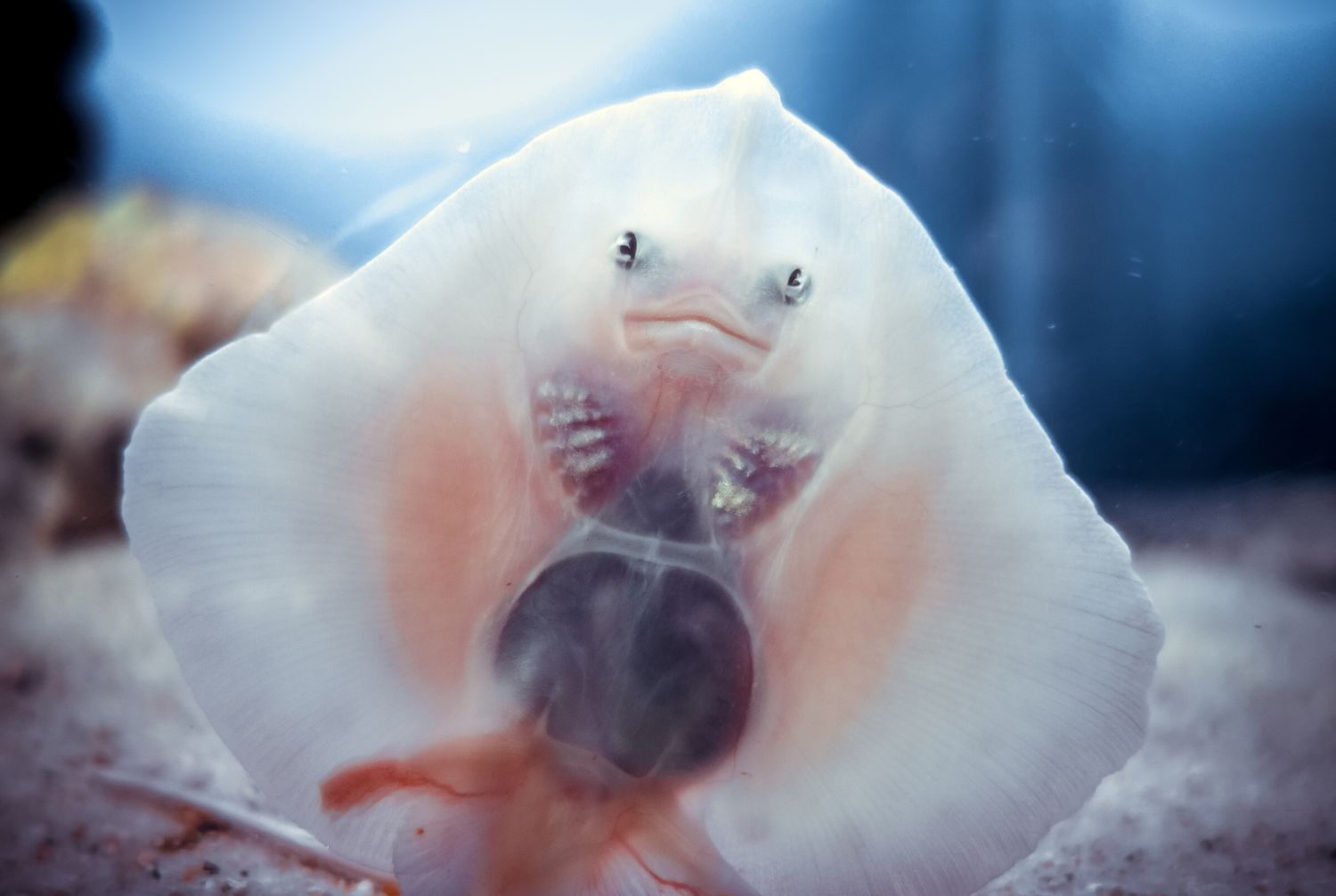 A baby stingray