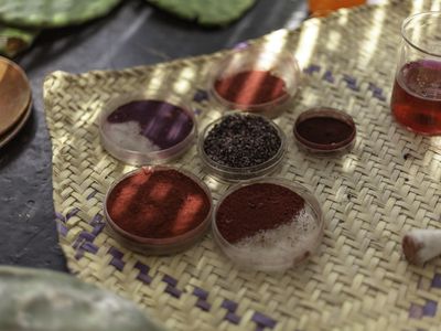 Carmine pigments and dried cochineal insects in Mexico