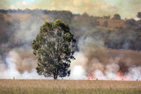 forest fire flames