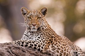 Leopard in Chobe National Park, Botswana.