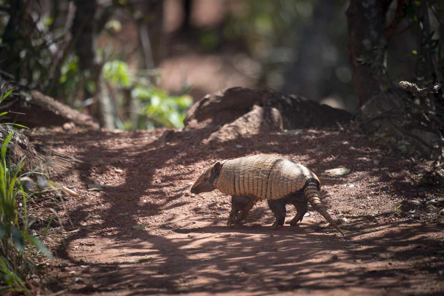 Brazilian three-banded armadillo with light brown shell on a wooded path in the Andes