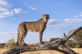 Cheetah standing on a dead branch using it as a advantage point