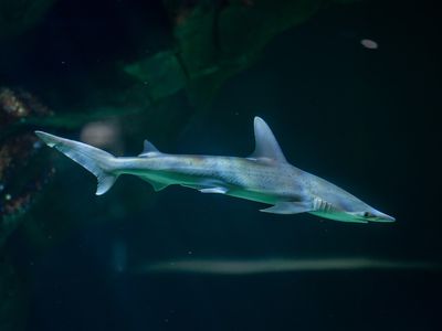 Bonnethead shark (Sphyrna tiburo)