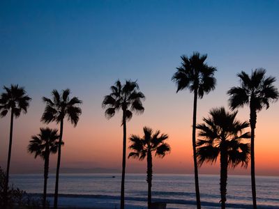 a grove of tall palm trees in a line silhouetted by the colorful sunset and calm ocean