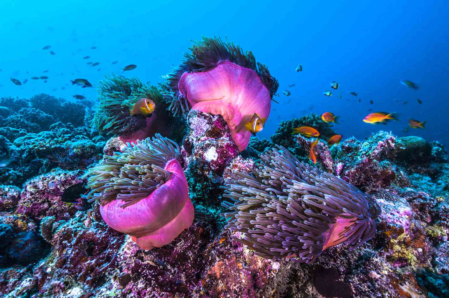 orange and black clown anemone fish in bright blue water swimming along the vibrant pink anemone and colorful coral reef