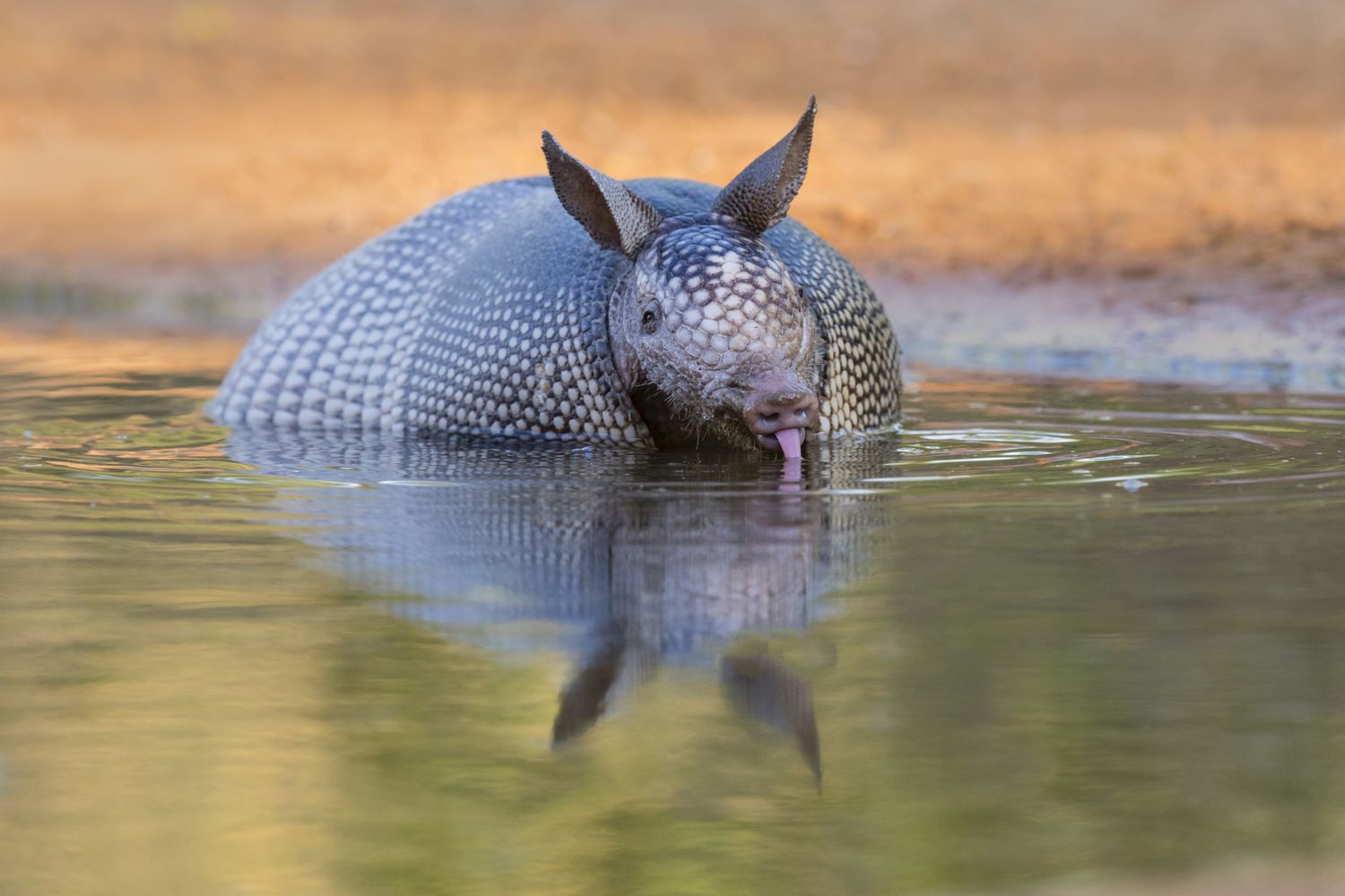 Nine-banded armadillo swimming and drinking water in a shallow stream in Texas