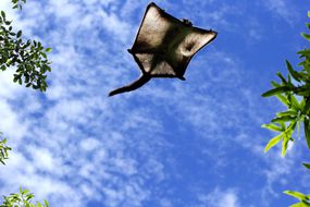 Large flying squirrel soars through air with blue sky background