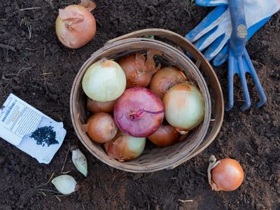 wooden basket with onions in dirt with gloves