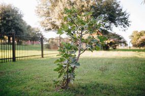 small fig tree big yard