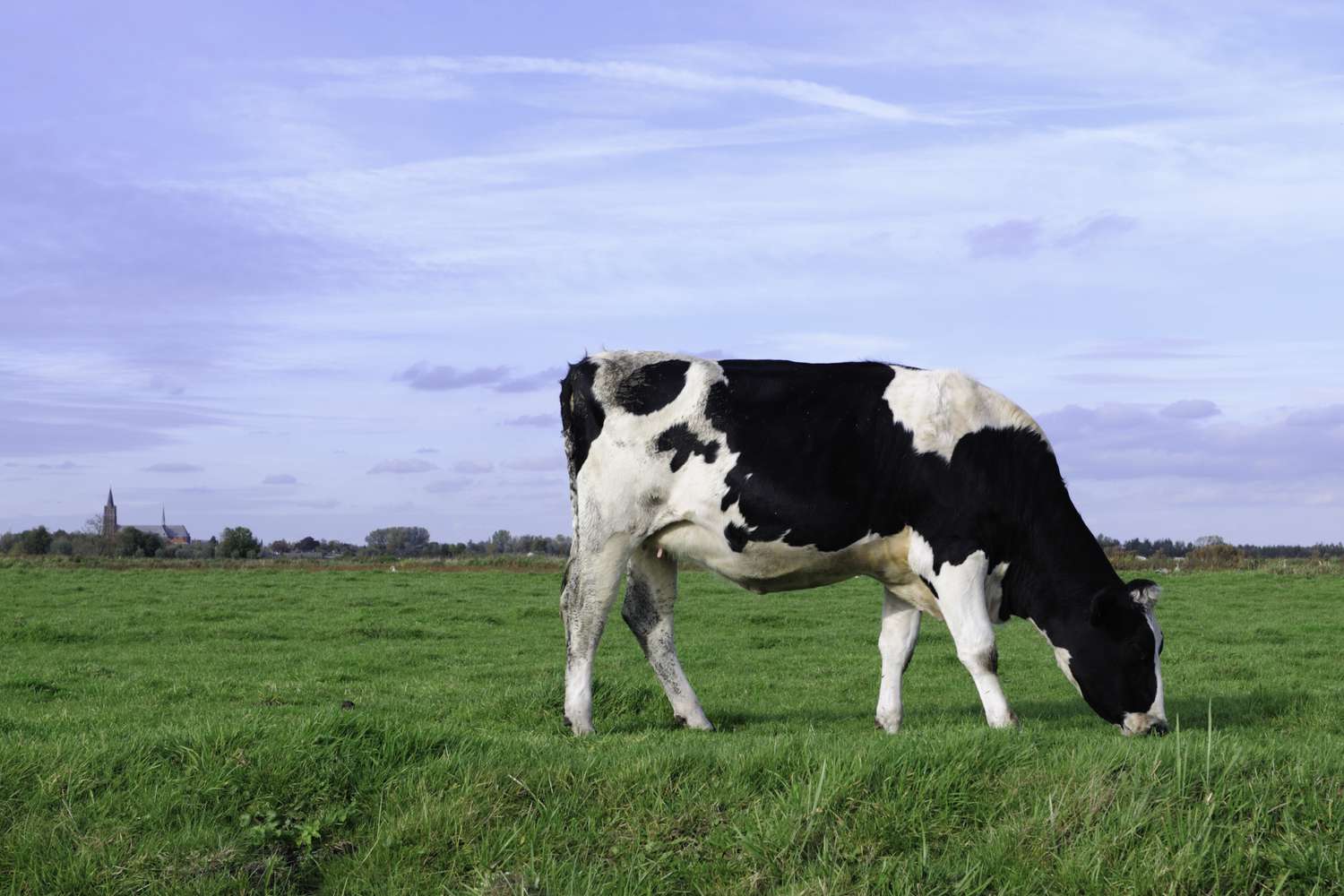 Holstein cow in a meadow
