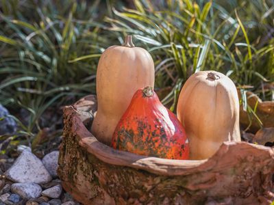 three heirloom pumpkins in wooden bowl outside in sunny grass