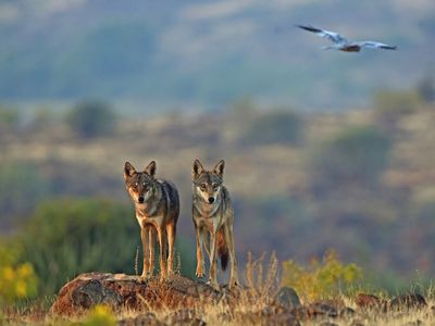 Indian wolves