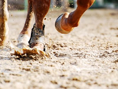 Close up of horse hooves while running.
