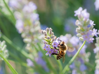 Macro of Bee on a Lavender Flower