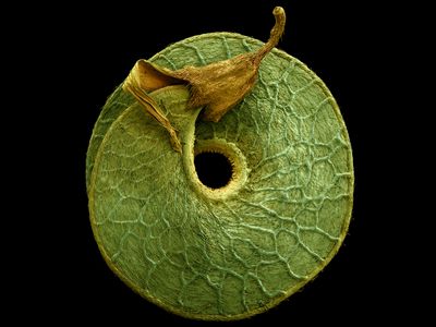 electron microscope photographs of pollen seeds fruit by Rob Kesseler