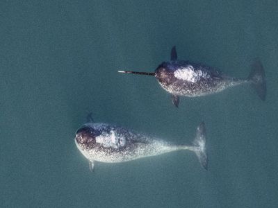 Aerial photograph of the water with two narwhals swimming in it.
