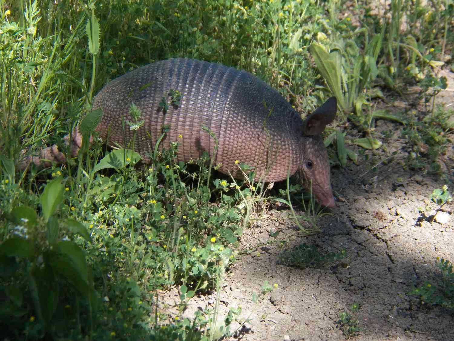 Nine-banded armadillo in green scrub on the side of a path