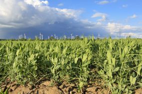 Pea leaves