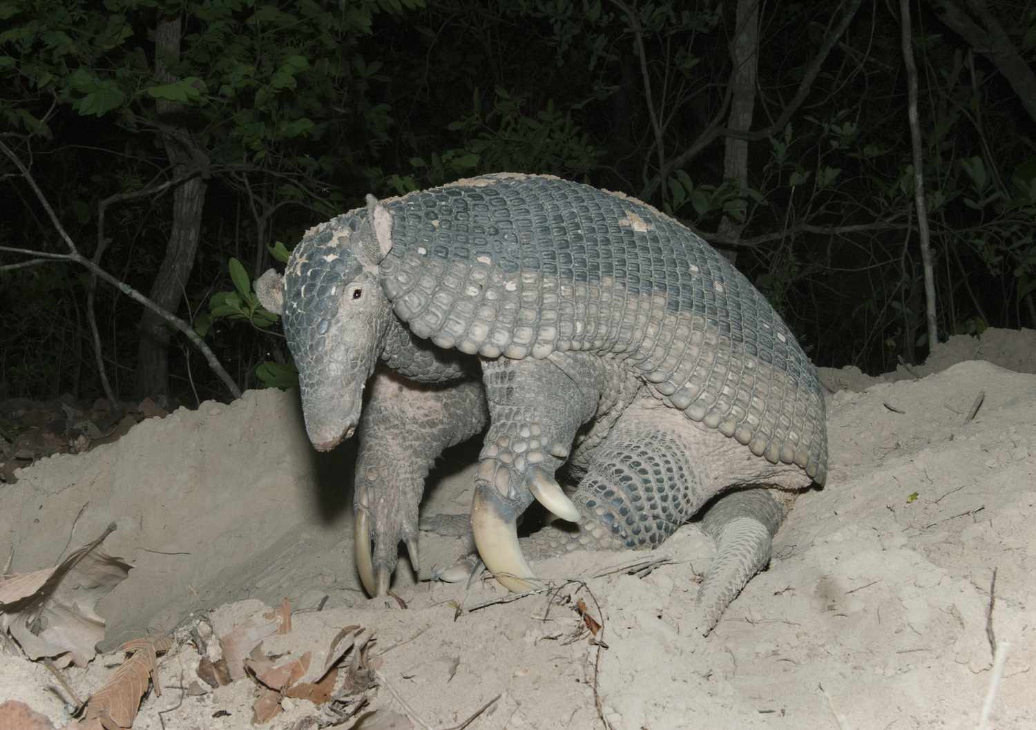 Nighttime photo of giant armadillo with large claws, prominent ears, and light brown and black carapace