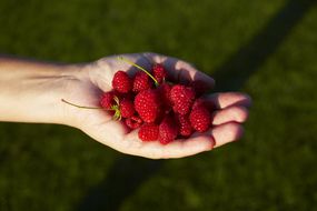 raspberries