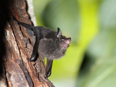 babbling bat pup
