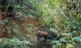 Saola