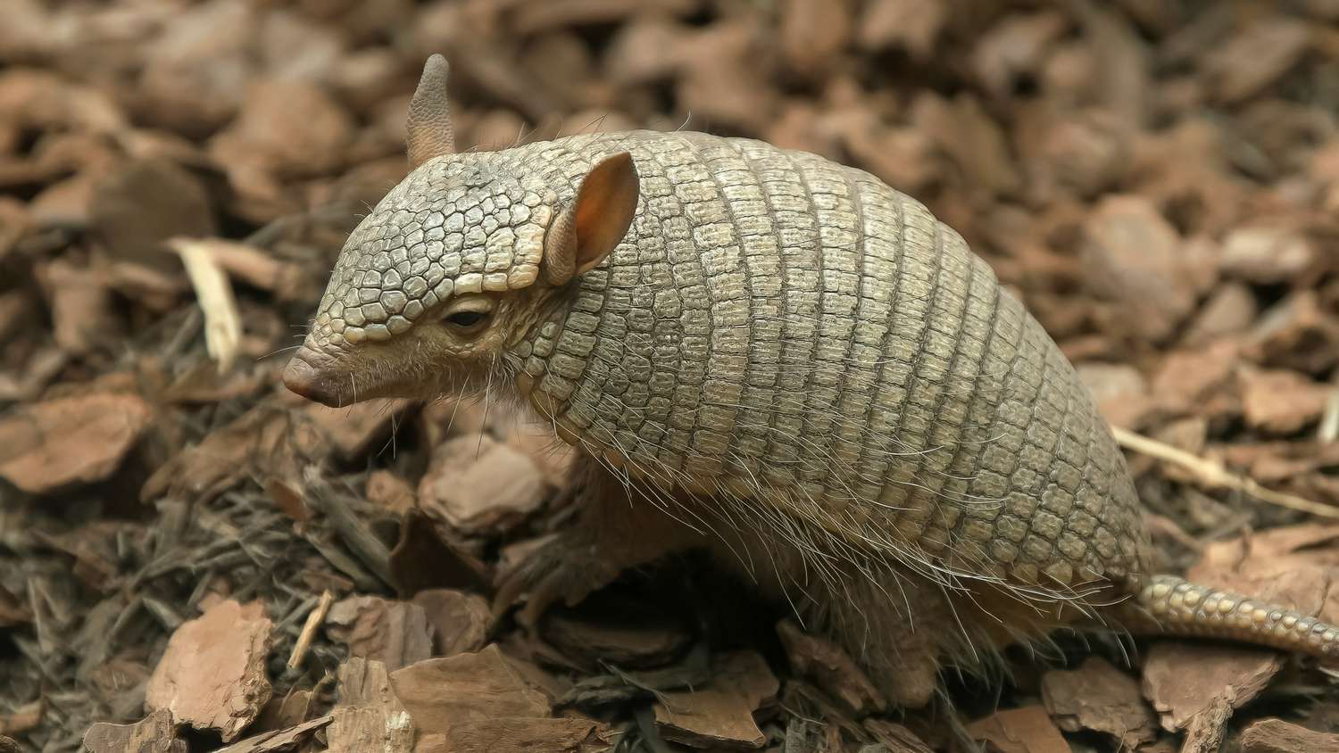 side view of a screaming hairy armadillo