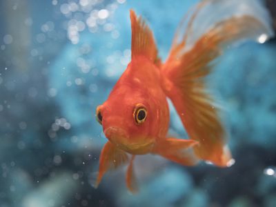 swimming goldfish